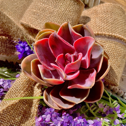 Live Succulent Rainbow - Bare Root Garden Decor, Colorful Wedding Favor, Ideal for Plant Lovers - Echeveria spp.