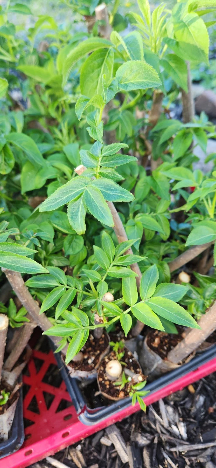 Black Elderberry Plants - 2 Live Rooted Cuttings - Sambucus - Organic Bush for Garden or Landscape