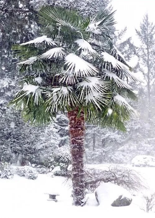 50 Windmill Fan Palm Seeds - Trachycarpus Fortunei - Hardy Tropical Tree for Garden and Landscape