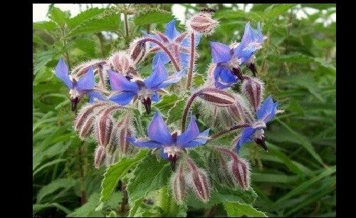 Borage Seeds Bulk - 640 Seeds Starflower Tailwort Herb for Pollinators - Borago officinalis