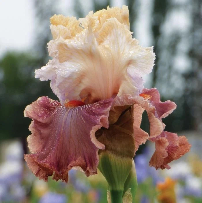 Iris Rhizome - Champagne and Strawberries Variety - Iris Germanica - Perennial Flower Plant