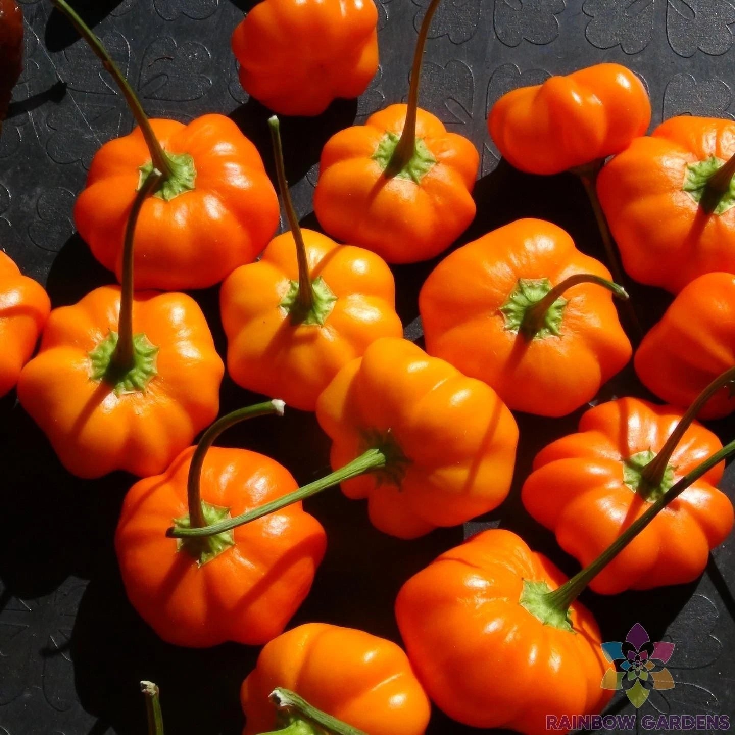 Aji Calabaza Hot Pepper Seeds - 25+ Pack for Garden Planting - Capsicum baccatum - USA Grown