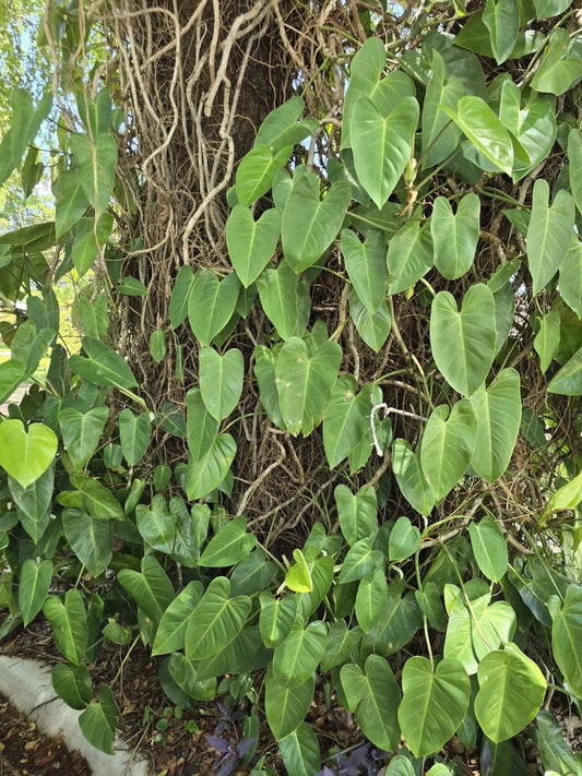 Blushing Philodendron Vine Cutting 10"-12" with Roots, Easy to Grow (Philodendron erubescens)