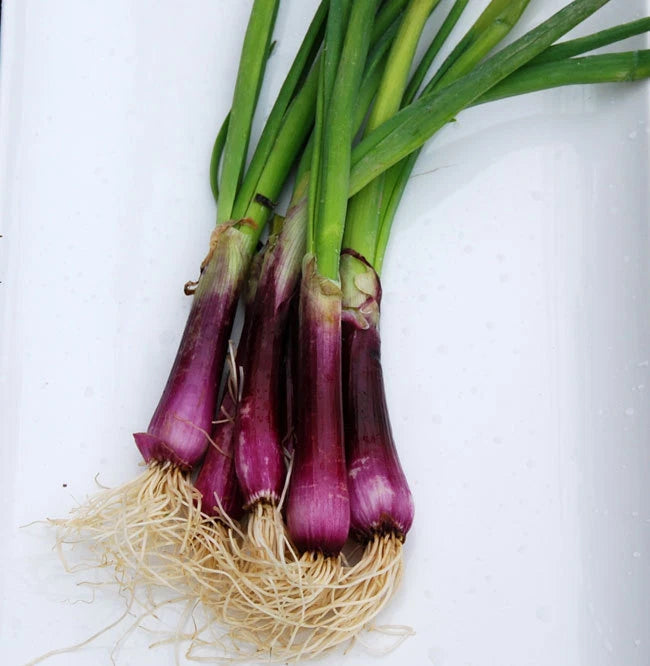 Bulk Deep Purple Bunching Onion Seeds - 500 Count Packet, Mild, Crisp, Sweet - Allium fistulosum