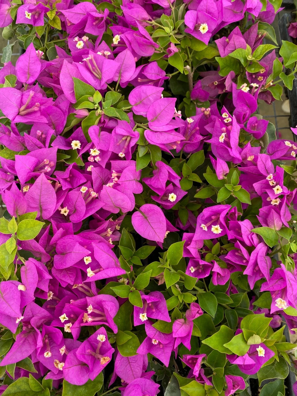 Bougainvillea Starter Plant - Royale Purple - Live Plug Plant - Bougainvillea spp. - USA Seller