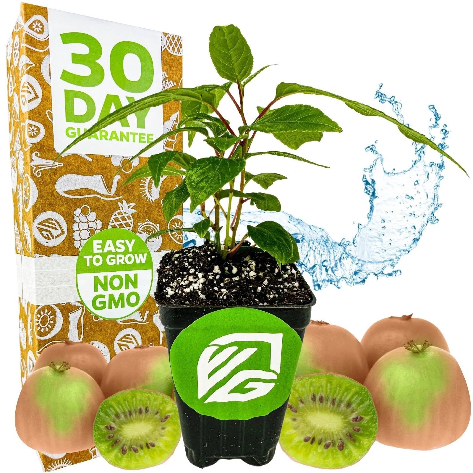 Hardy Kiwi Plant - Live Plant - Prolific Variety - Actinidia arguta - Edible Fruit - Garden Starter Plant