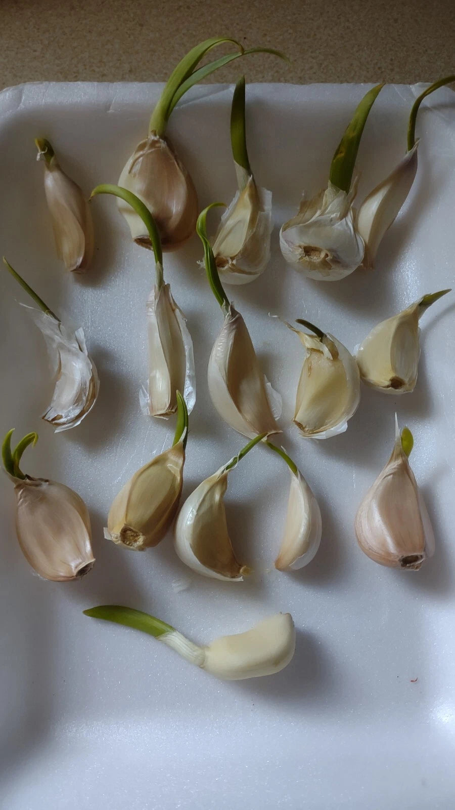 Organic Large Garlic Cloves for Planting - 15 Pack - Allium sativum