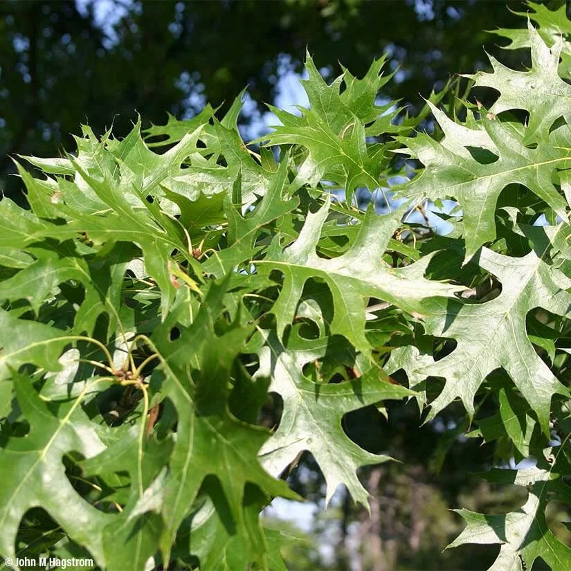 Pin Oak Trees for Planting | Live Seedlings | 2-3 Feet Tall | Quercus palustris | No Ship to California