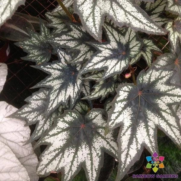 Little Brother Montgomery Begonia Seeds - 25+ Pack - Tropical Foliage - Begonia 'Little Brother Montgomery'