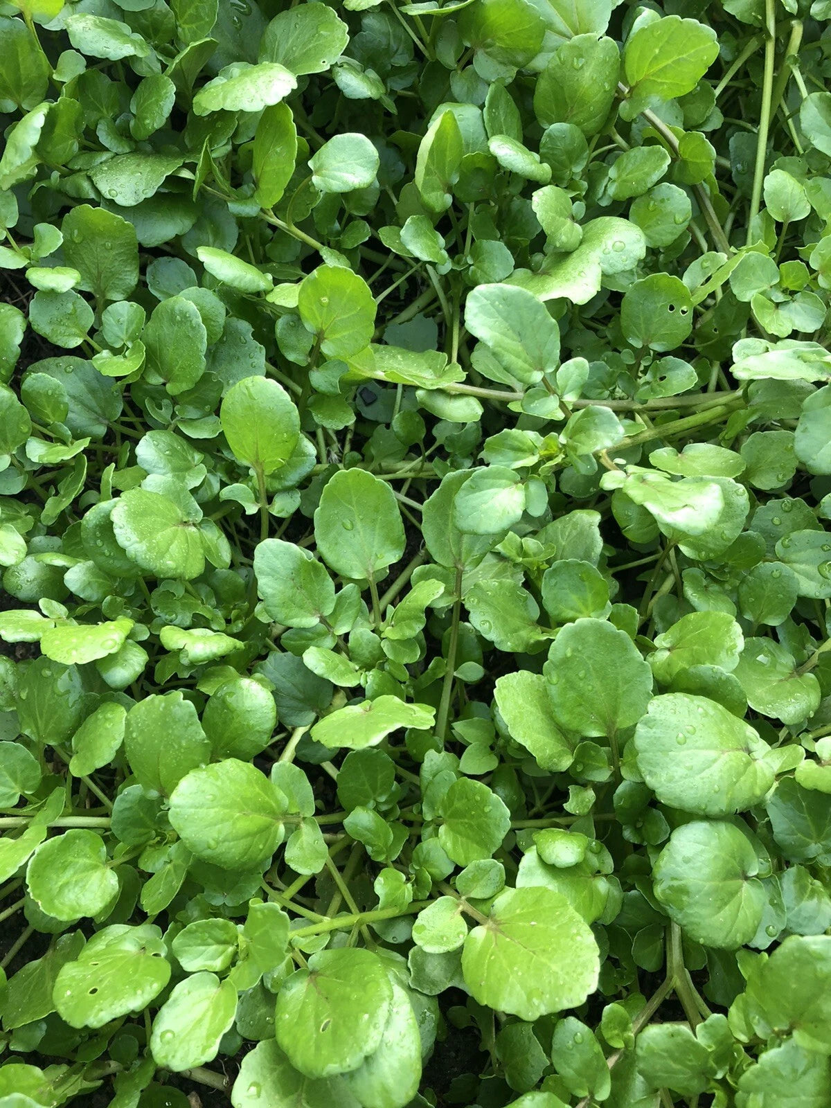Watercress Live Plant with Roots for Aquariums - Fresh Edible Vegetable - Nasturtium officinale