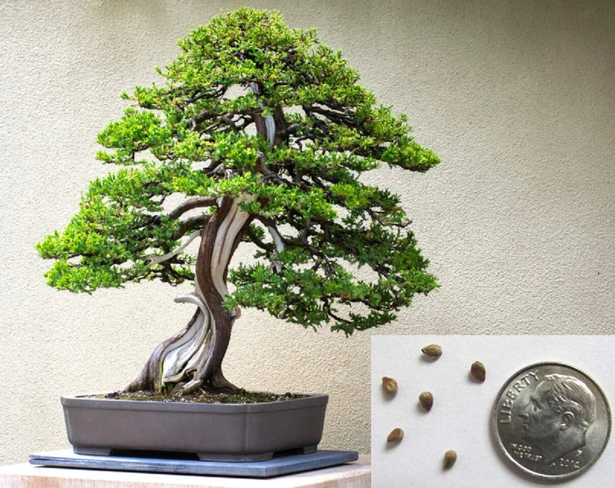Bonsai Tree Seeds - Juniper - 10+ Seeds - Highly Prized for Bonsai Cultivation, Juniperus spp.