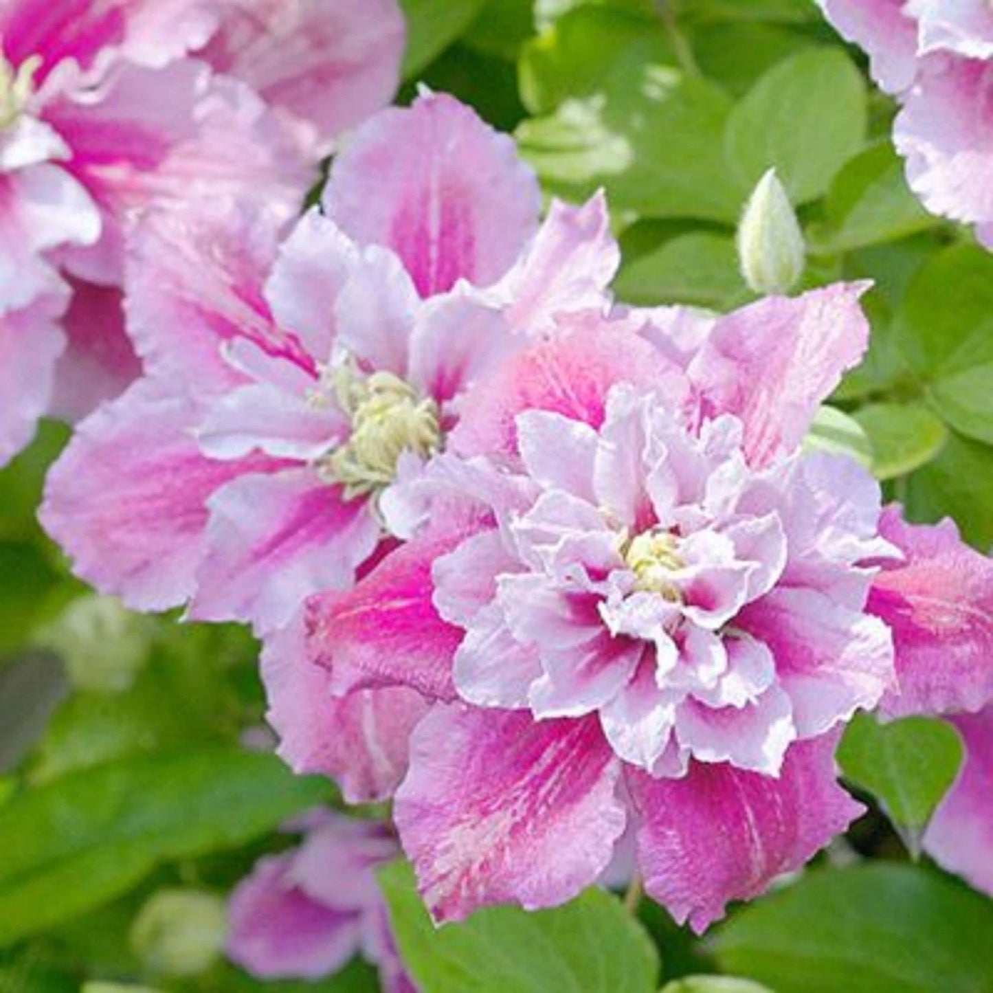 25 Double Pink White Clematis Seeds | Perennial Flower Seeds | Clematis spp. | 89 US Seller