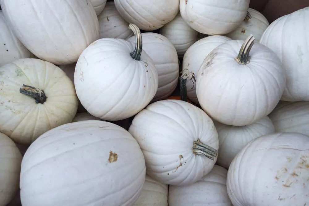 Blanco White Pumpkin Seeds | 10 Seeds | Great White Jack-O-Lanterns | Cucurbita pepo