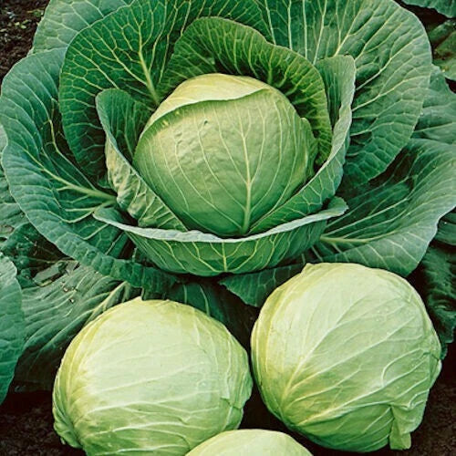 Cabbage Seeds 200+ Heirloom Early Round Dutch NON-GMO Brassica oleracea