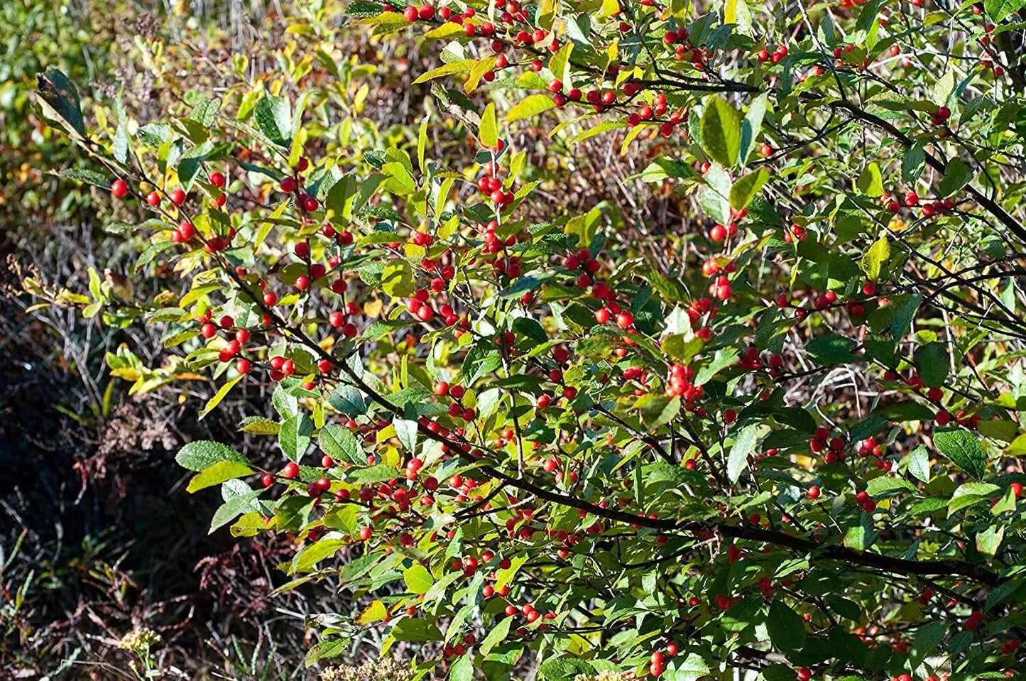 Winterberry Seeds 100pcs for Planting, Ilex verticillata, Celastrales, Native Shrub, Deciduous, Garden Planting