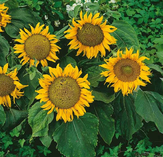 Dwarf Sunflower Seeds - 12" Heads, Non-GMO, 50 Seeds - Sunspot Variety (Helianthus annuus)