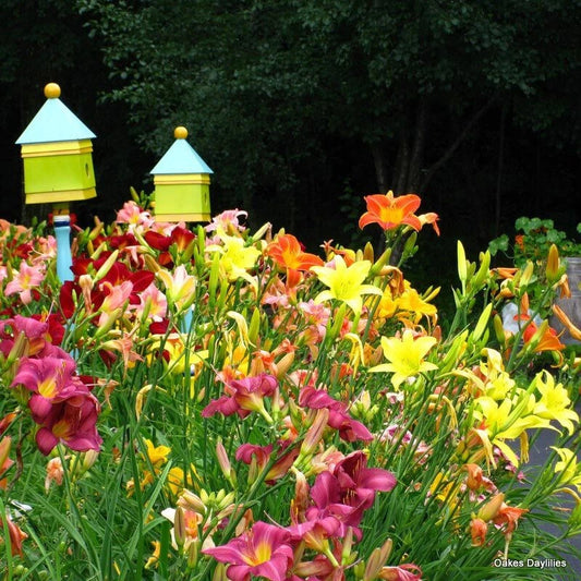Mixed Color Daylily Live Starter Bare Root Plants Set of 2 - Hemerocallis - Easy to Grow Perennial Garden Flowers