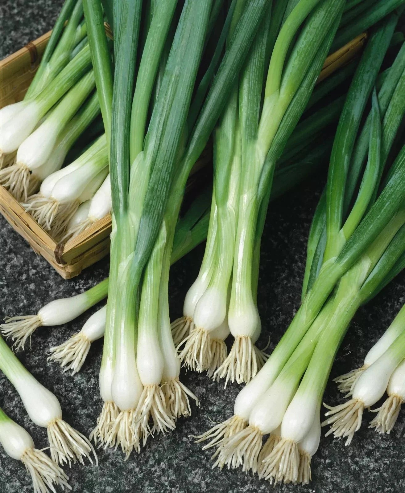 500+ White Lisbon Onion Seeds - Non-GMO Scallion/Bunching - Heirloom Variety - Fresh Onion Seeds