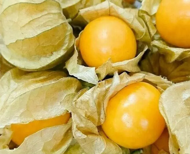 Cape Gooseberry Seeds 100+ Large Fruit - Husk Tomato, Goldenberry (Physalis peruviana)