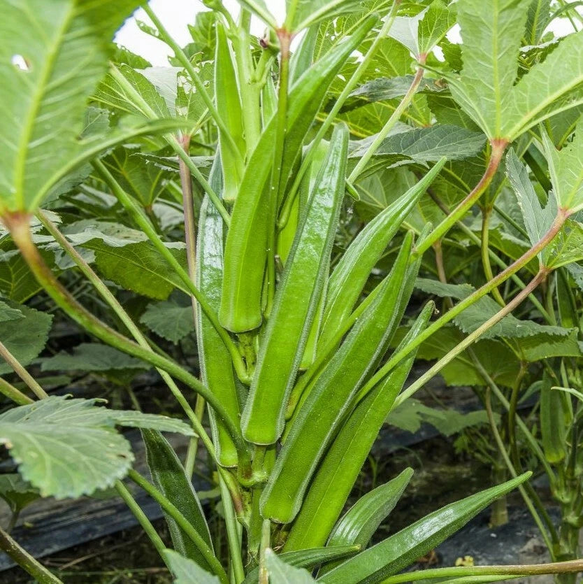 Bulk Clemson Spineless Okra Seeds | USA Wholesale Vegetable Seeds | High-Yield Crop for 2025 | Abelmoschus esculentus