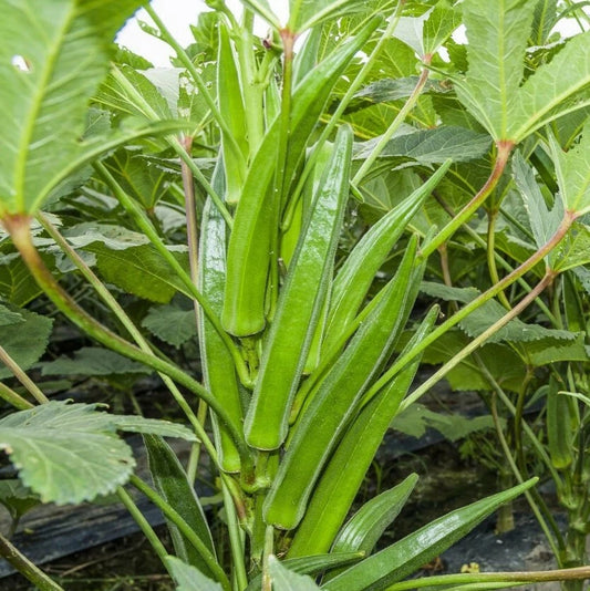 Bulk Clemson Spineless Okra Seeds | USA Wholesale Vegetable Seeds | High-Yield Crop for 2025 | Abelmoschus esculentus