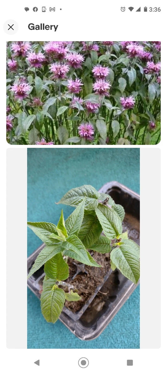 Bee Balm Live Plants 4-Pack Organic Bergamot Monarda Perennial Non-GMO Beneficial for Bees Hummingbirds