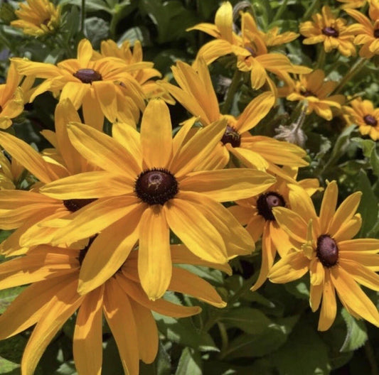Black Eyed Susan Seeds - 200+ Seeds - Rudbeckia Hirta - Vibrant Yellow Flowers - Buy 2 Get 2 Free