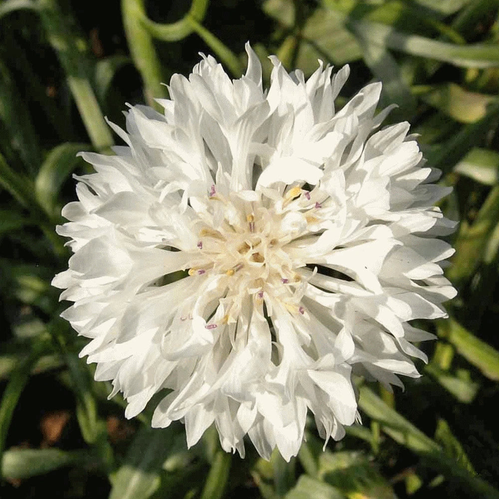 Bachelor Button Seeds - 1000+ Count - White Flower - Non-GMO - Centaurea cyanus - Ideal for 2025 Planting