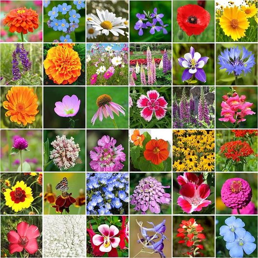 Bulk Wildflower Seeds - 10,000+ Mix, 34 Varieties - Non-GMO Wildflower Seed Mix for Garden Planting