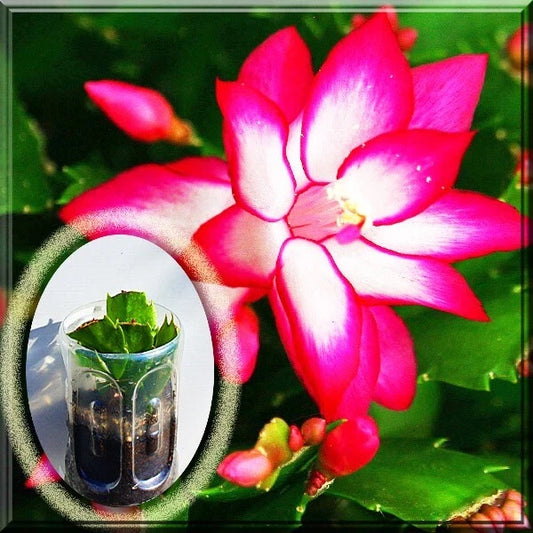 2.5" Pink Christmas Cactus Live Plant - Schlumbergera Zygo - Perfect for Thanksgiving or Holiday Decor