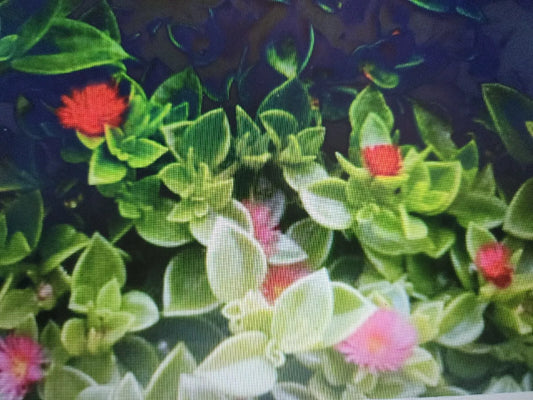 Aptenia California Baby Sun Rose Cuttings - 10 pcs, 4" to 6", Succulent Plants for Rooting