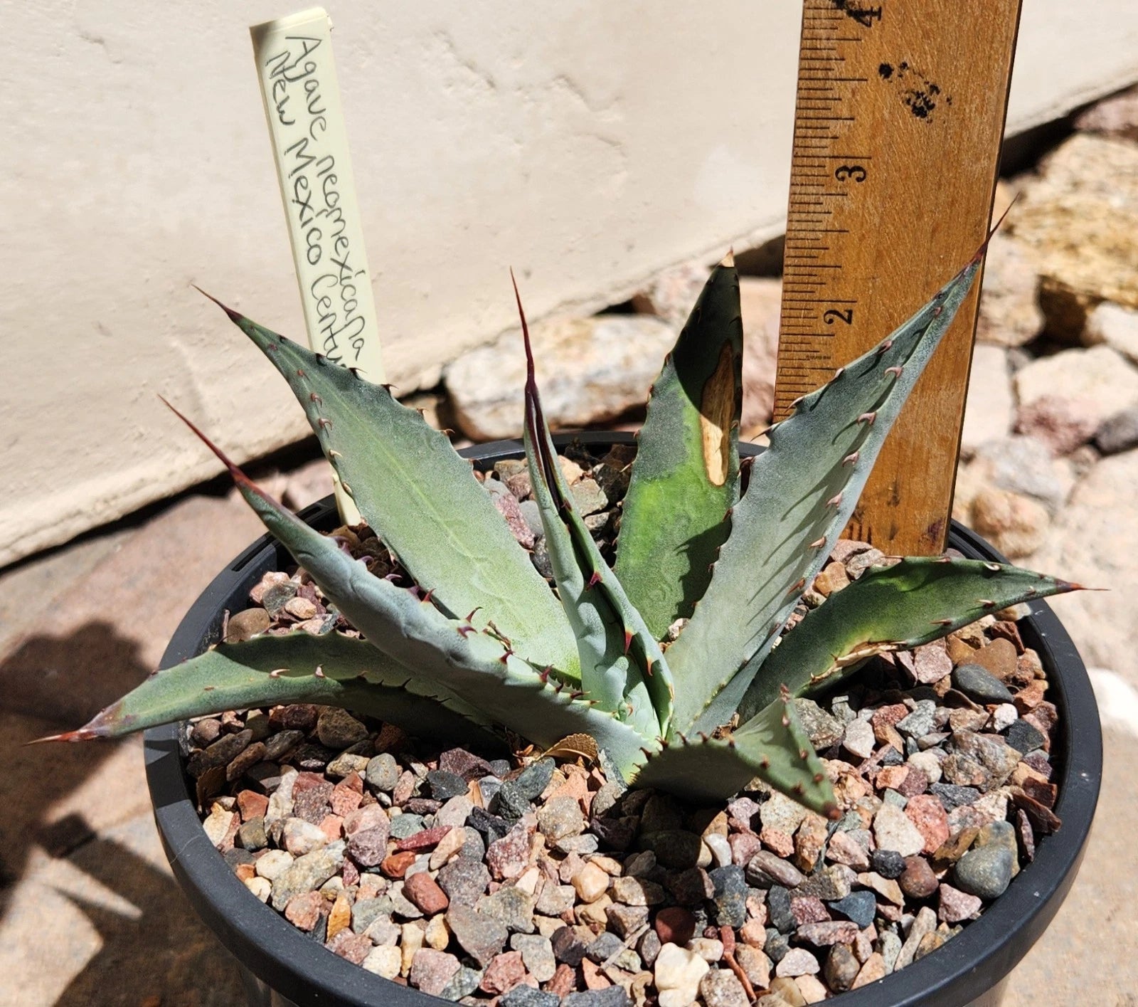 Agave Neomexicana Live Rooted Plant | Cloudcroft NM Succulent | New Mexico Agave