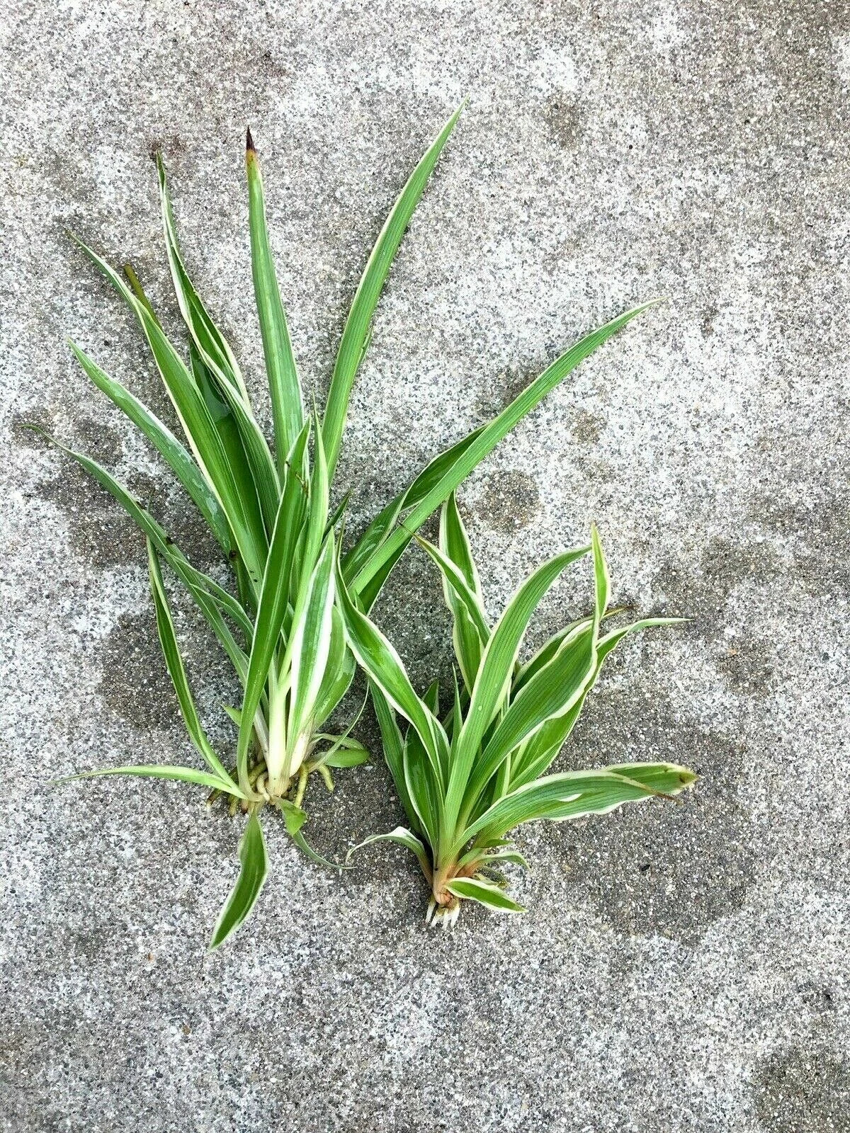 Lot of 2 Live Spider Plants - Fully Rooted House Plants - Large & Small - Chlorophytum comosum