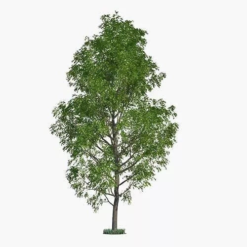 Hybrid Poplar Tree Cuttings - 6 Pack - Fast Growing Privacy & Shade Trees - Populus deltoides x Populus nigra
