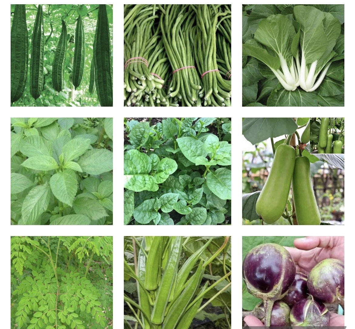 Asian Vegetable Seeds Bundle - 15 Packets of Heirloom Varieties for Home Gardening - Grow Your Own Food