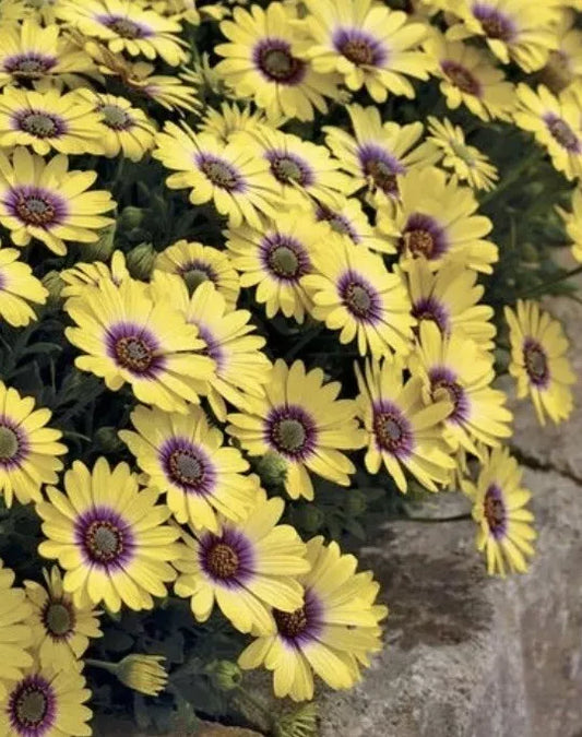 African Daisy Plants, 12" Tall, Yellow and Purple, Osteospermum, 5 to 6 Plants in Pot