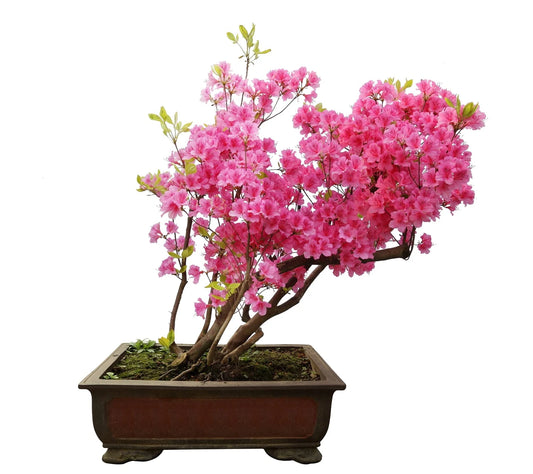 Bonsai Tree Seeds - Pink Azalea - 30 Seeds - Rhododendron obtusum