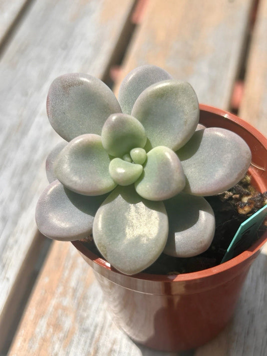 Live Succulent Plant | Baby Graptopetalum Lavender Pebbles | Fully Rooted | Unique Colorful Succulent