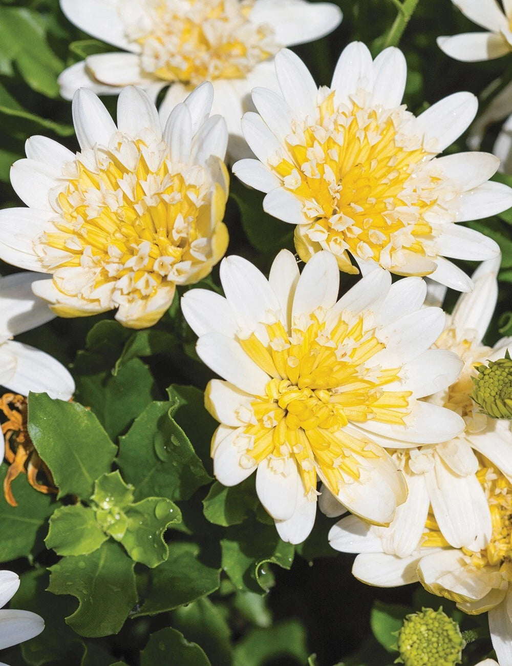 Cape Daisy Seeds - 50+ Yellow & White 3D Varieties - Dimorphotheca Sinuata - Garden Flower Seeds - USA