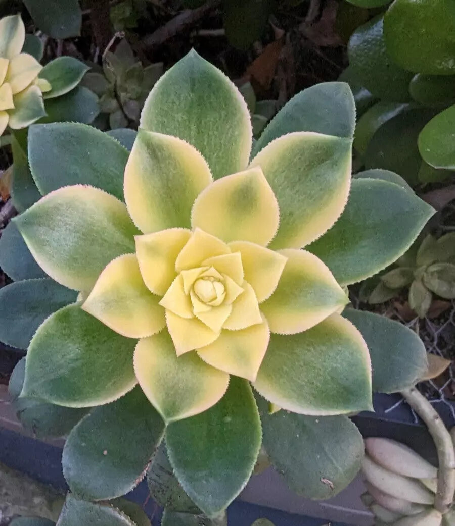 Aeonium Kiwi Cutting - 3" Unrooted - Unique Succulent - Aeonium 'Kiwi'