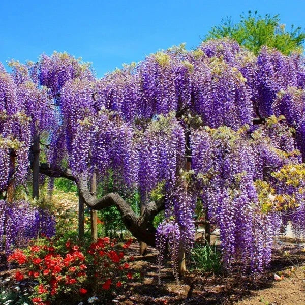 Blue Moon Wisteria Tree Starter Plant - Well Rooted, Macrostachys Variety - Beautiful Blooms for Gardens and Landscapes