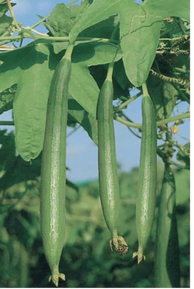 Asian Vegetable Luffa Seeds - 50+ Smooth Sponge Gourd Vine - Muop Huong (Luffa aegyptiaca)