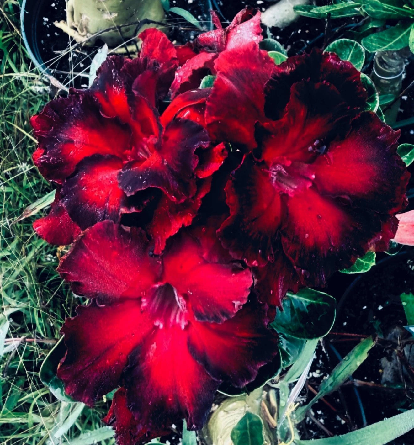 Black Swan Desert Rose Seedling Plant - Small Rooted Adenium Obesum - 4-6 Inches, Unique Dark Leaves