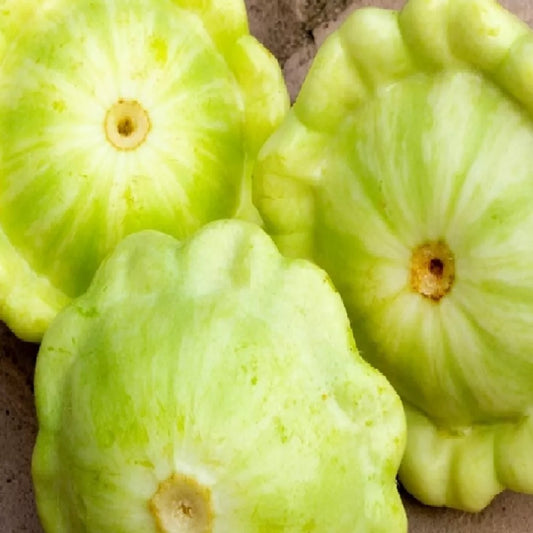 Bennings Green Tint Summer Squash Seeds | NON-GMO Heirloom | Vegetable Seeds | Cucurbita pepo