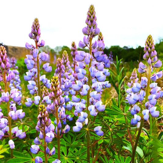 Lupine Seeds - Blue Bonnet Perennial Variety - Lupinus Perennis Sundial for 2025 Planting