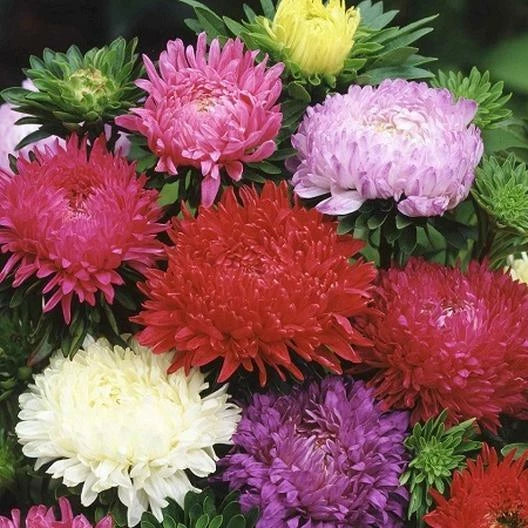 Aster Seeds - 200 Mixed Colors - Peony Duchess Variety - Non-GMO - Mother Nature's Seeds USA