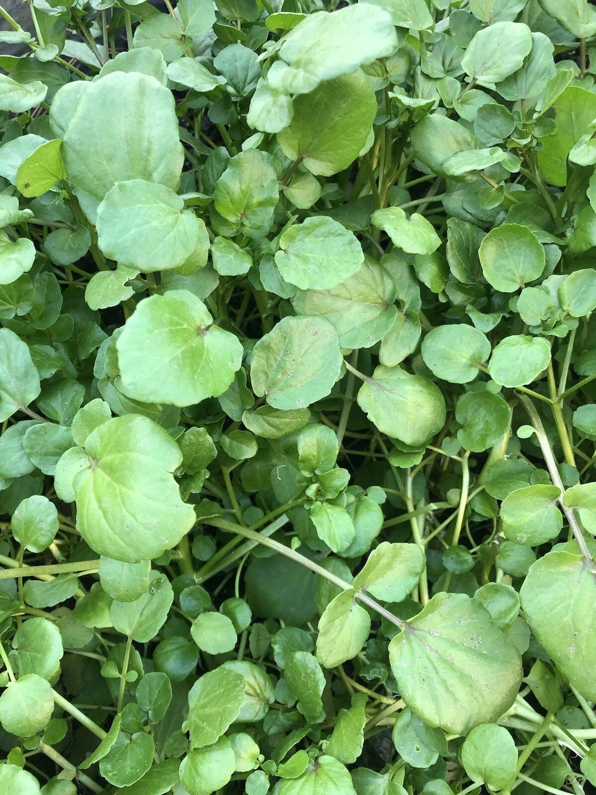 10pcs Watercress Live Plants with Roots | Fresh Edible Vegetables | Nasturtium officinale