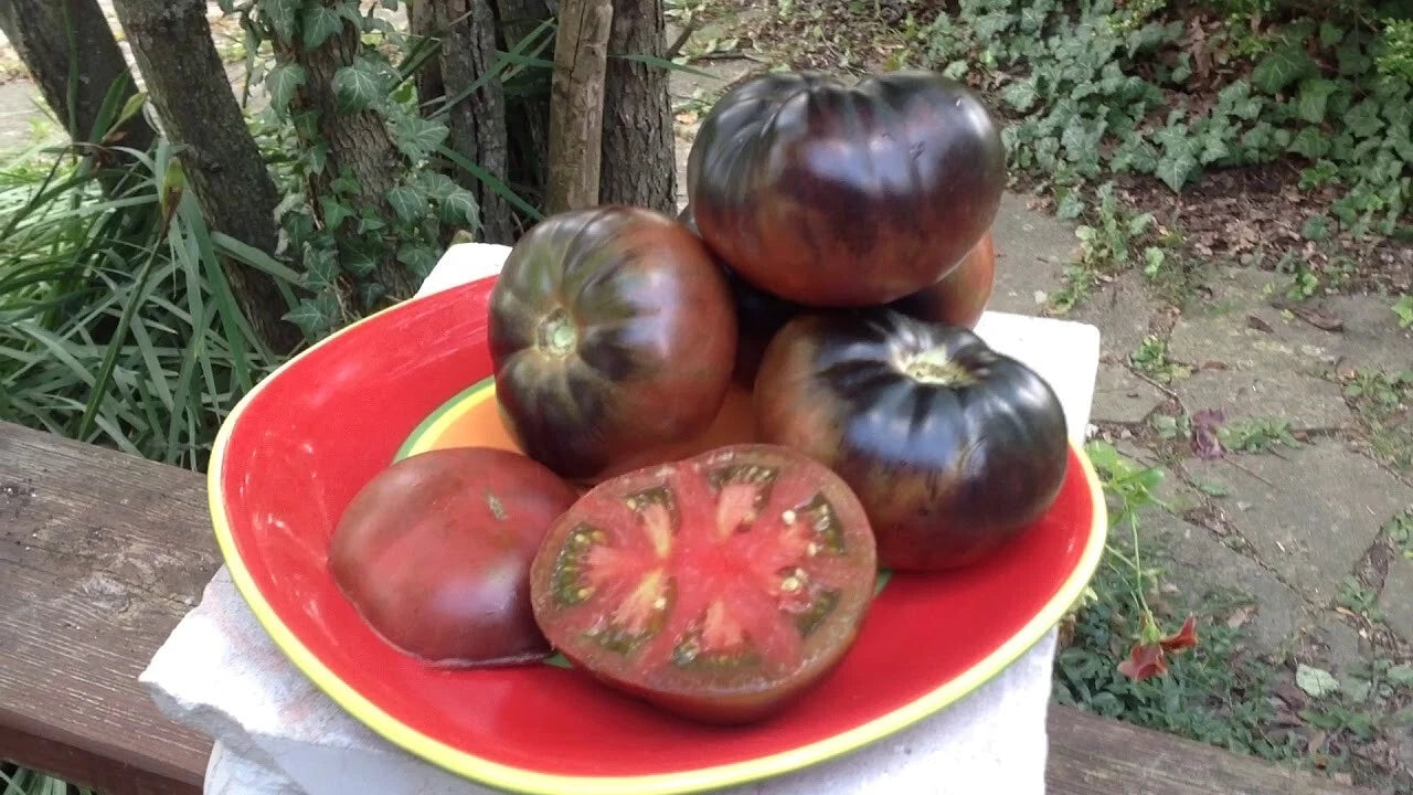 Black Beauty Tomato Seeds - 10+ Organic Heirloom Variety - Solanum lycopersicum - Rare Gardening Seeds