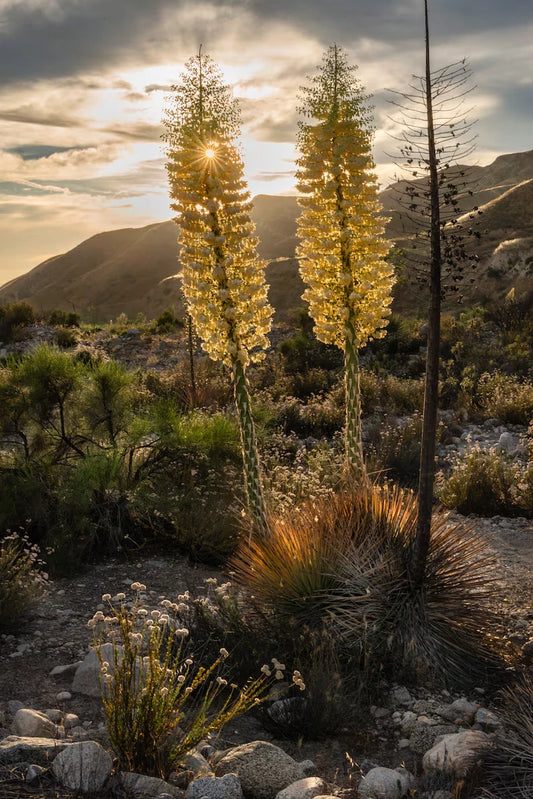 50 Our Lord's Candle Yucca Seeds, Chaparral Whipplei, USA Grown, Free Shipping
