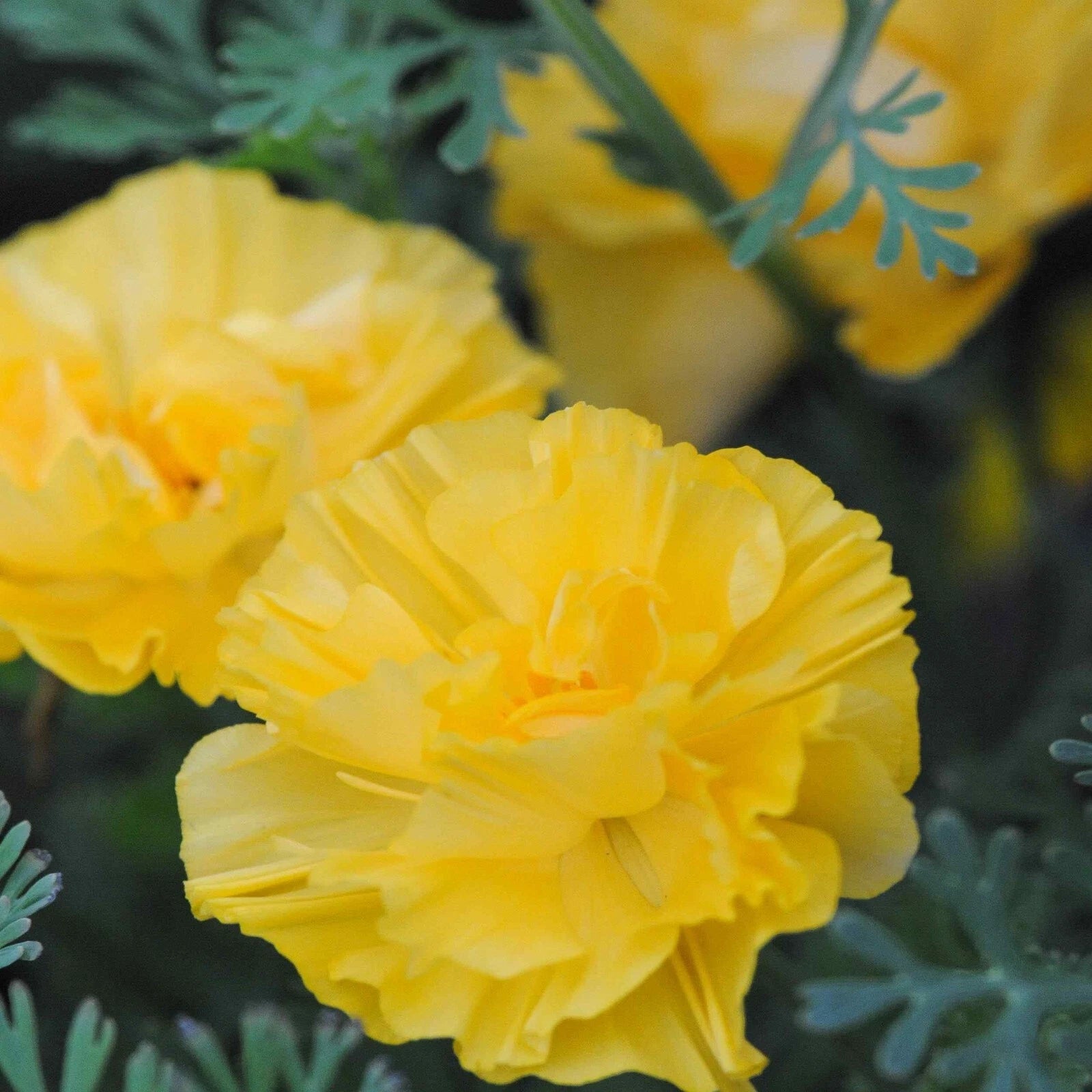 California Poppy Seeds - Double Yellow - Eschscholzia californica - 25 Seeds for Garden Planting